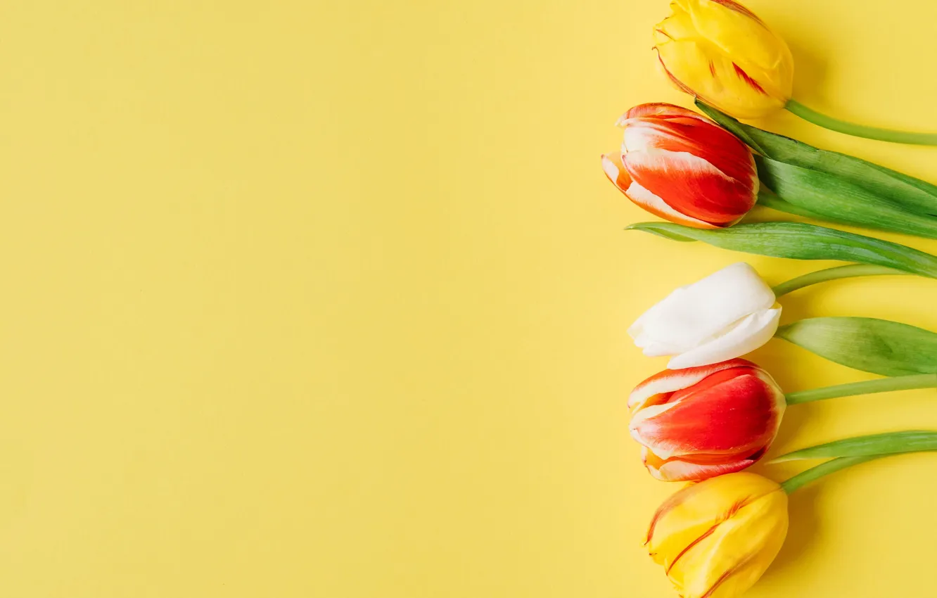 Photo wallpaper flowers, colorful, tulips, fresh, flowers, tulips, spring
