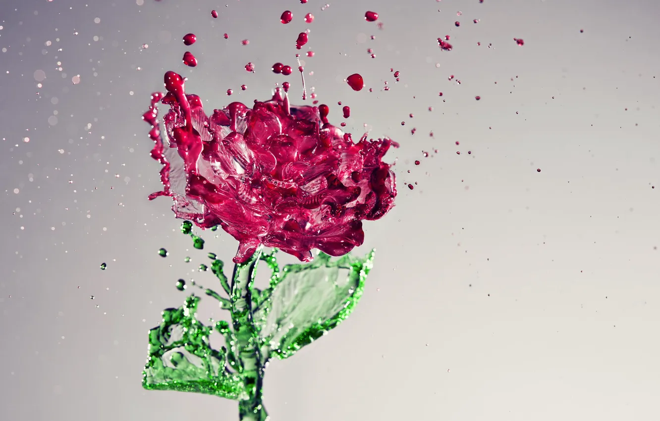Photo wallpaper flower, water, drops, rose, beauty, flower, water