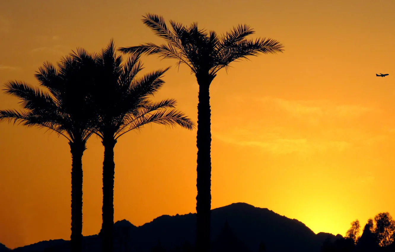 Photo wallpaper summer, the sun, sunset, palm trees, silhouette, the plane