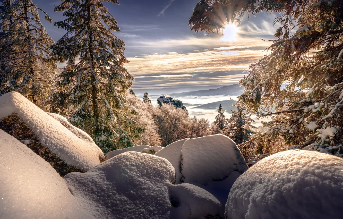 Photo wallpaper winter, forest, the sky, the sun, clouds, rays, light, snow