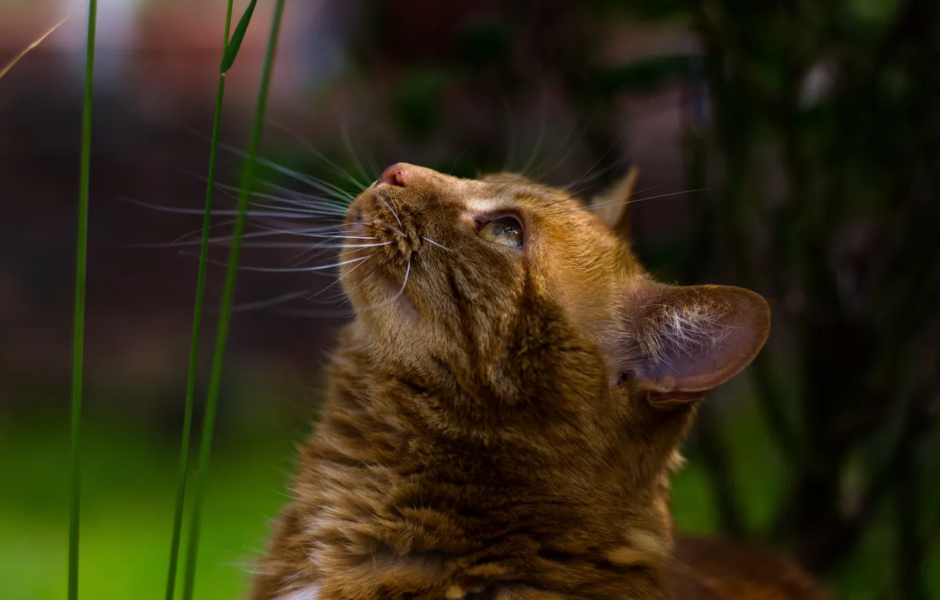 Photo wallpaper summer, grass, cat, mustache, background