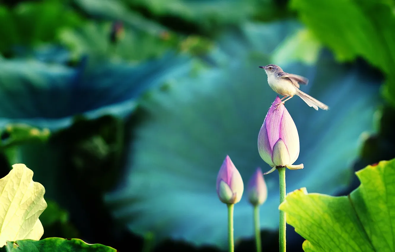 Photo wallpaper flowers, Lotus, bird
