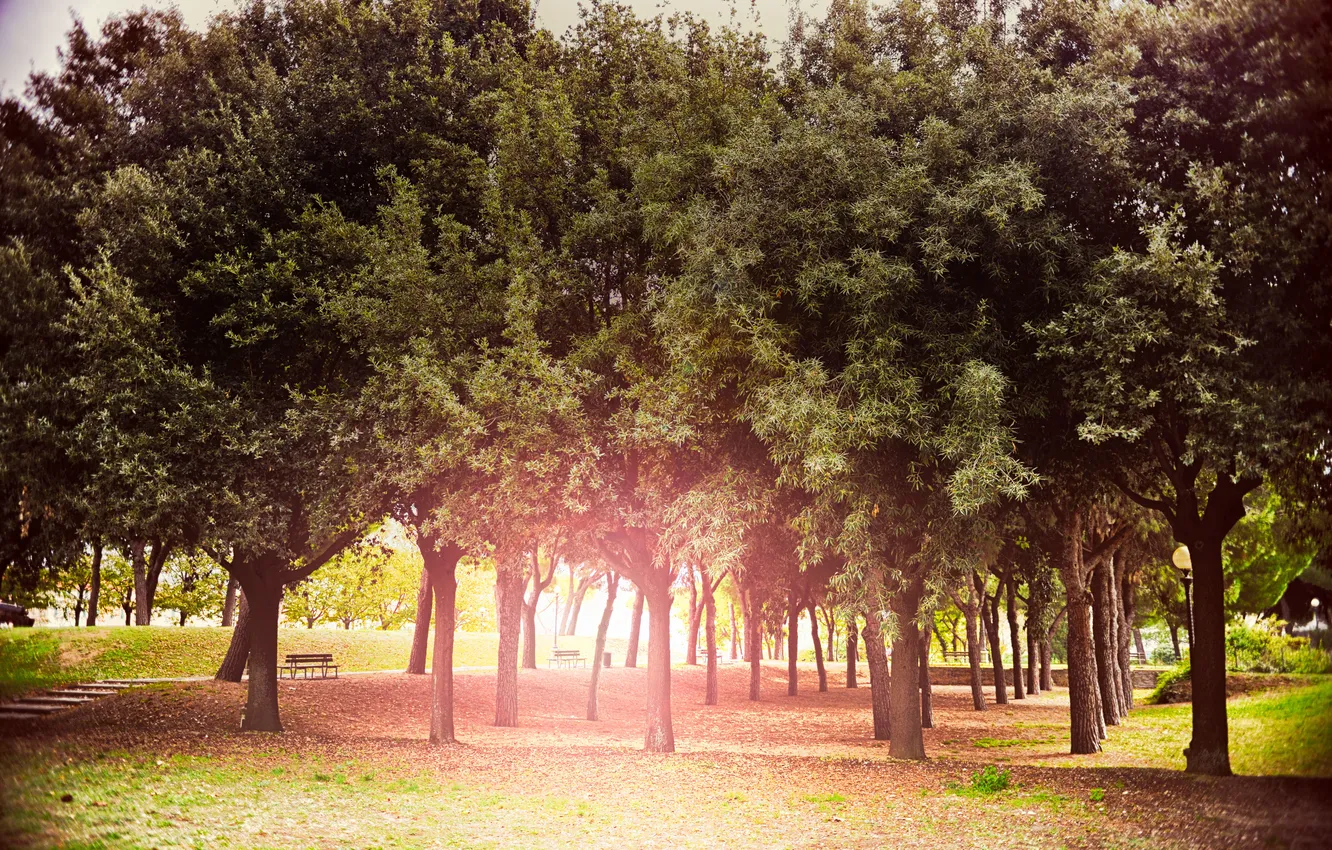 Photo wallpaper autumn, the sun, trees, Park, lights, trees, autumn, sun