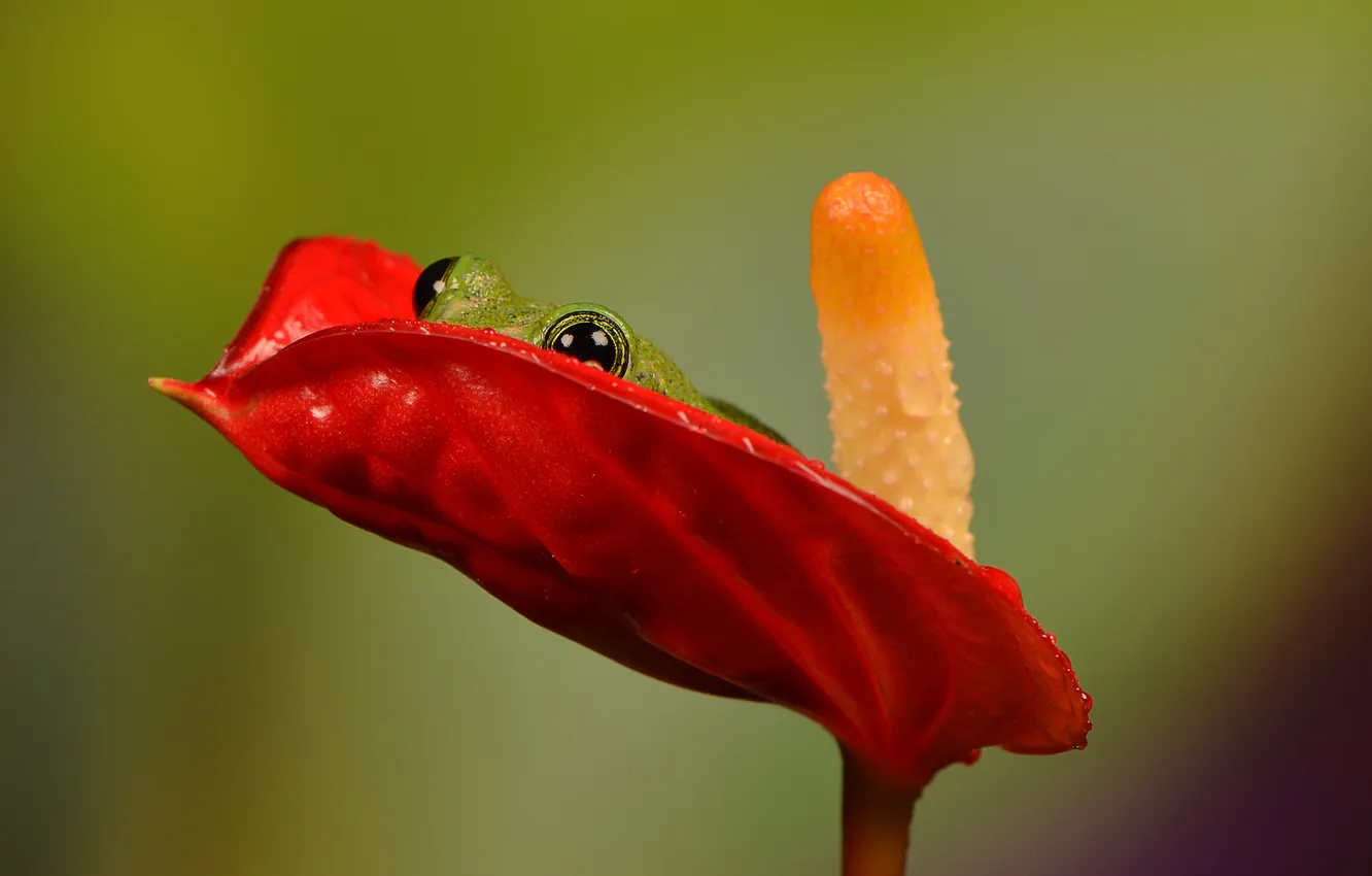 Photo wallpaper flower, frog, stamen, hid