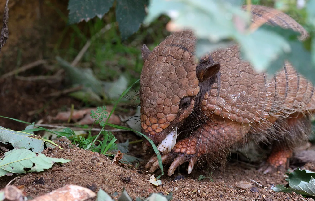 Photo wallpaper leaves, nature, battleship, meal