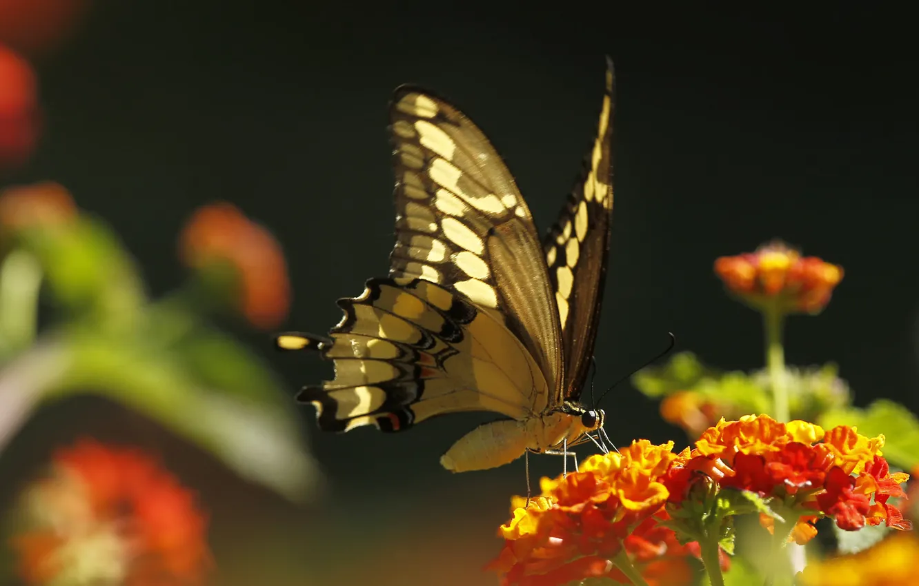 Photo wallpaper flower, macro, butterfly, plant, insect, moth