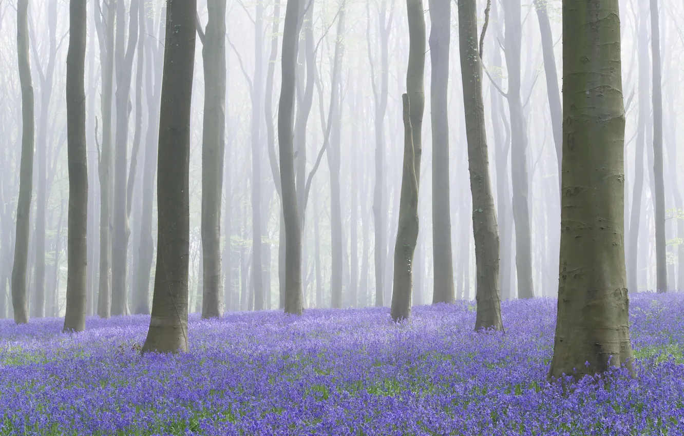 Photo wallpaper trees, flowers, fog