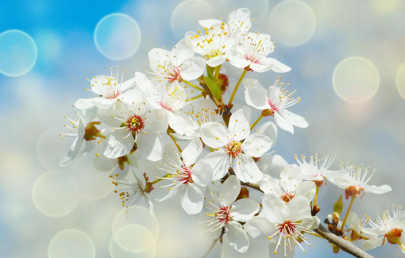 Photo wallpaper white, flower, spring, blooming