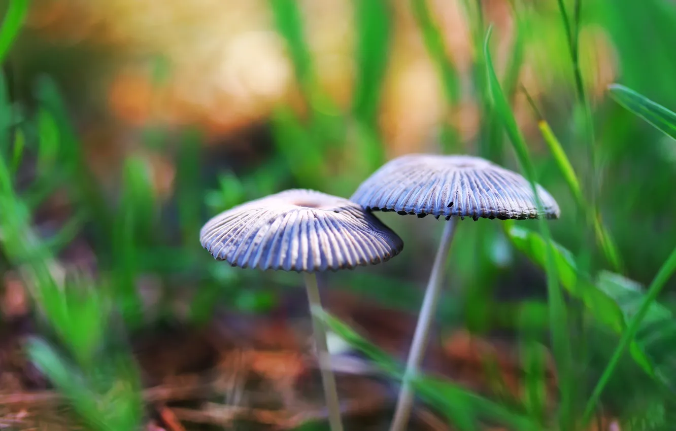 Photo wallpaper background, mushrooms, toadstool