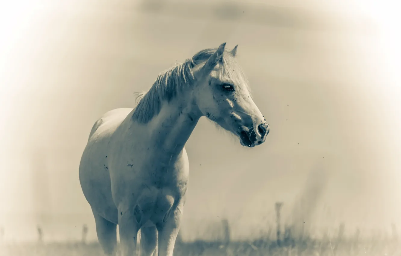 Photo wallpaper summer, nature, horse