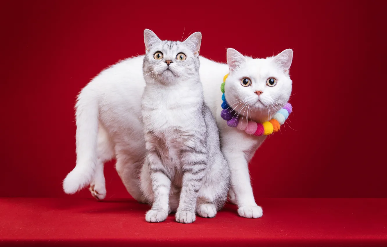 Photo wallpaper cat, white, cat, decoration, grey, each, two, pair