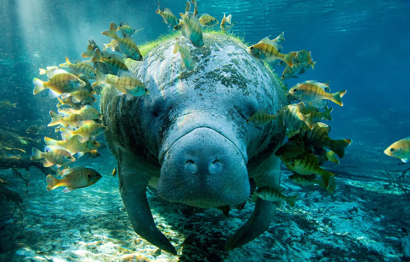 Photo wallpaper fish, manatee, Trichechus
