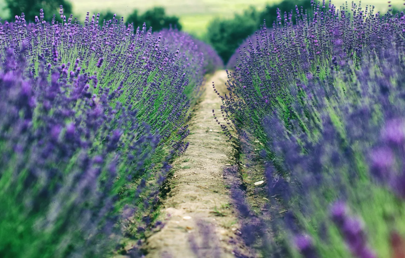 Photo wallpaper field, trees, the way, the countryside, farm, lavender, bokeh, lavender field