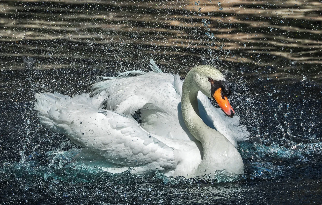 Photo wallpaper water, drops, squirt, Swan, splashing