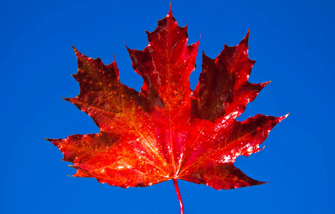 Photo wallpaper autumn, the sky, leaves, maple