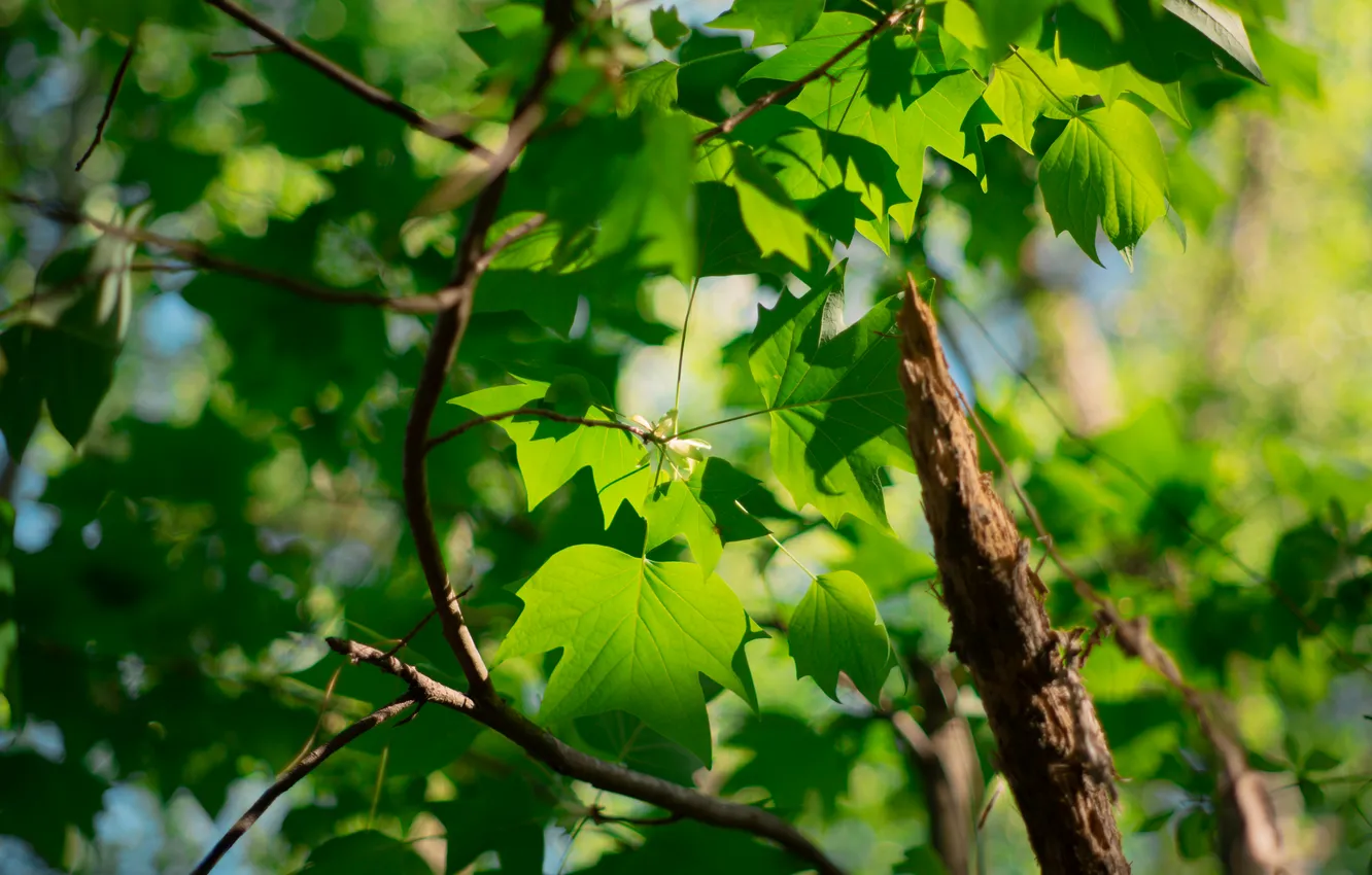 Photo wallpaper green, summer, nature, plant, woodland, ly han