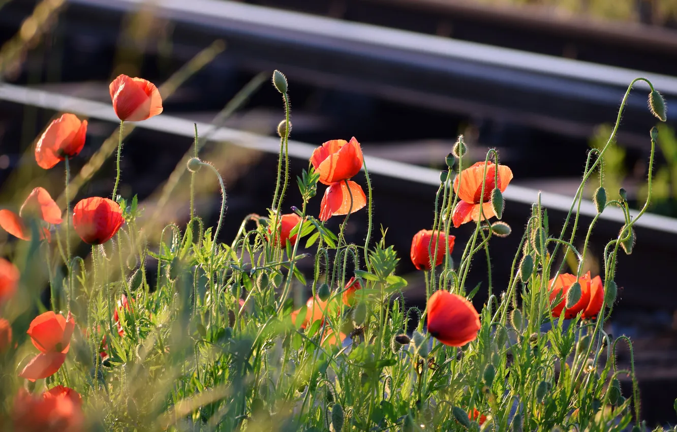Photo wallpaper greens, summer, light, flowers, red, the dark background, background, glade