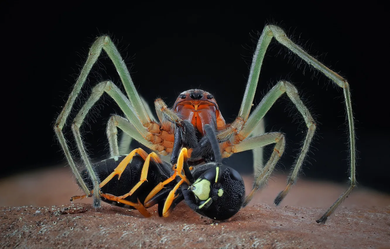 Photo wallpaper macro, spider, predator, insect, black background, mining