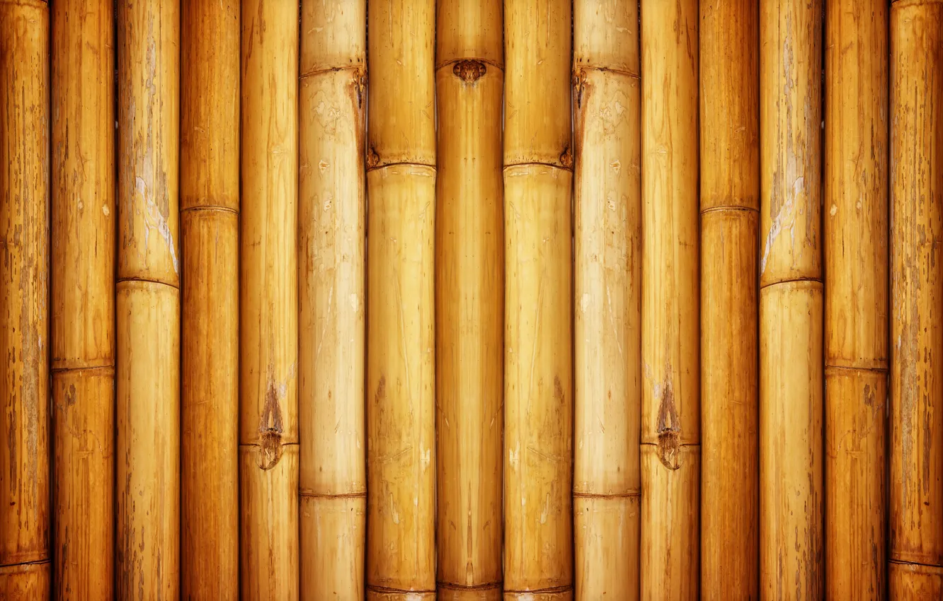 Photo wallpaper wall, bamboo, Pattern