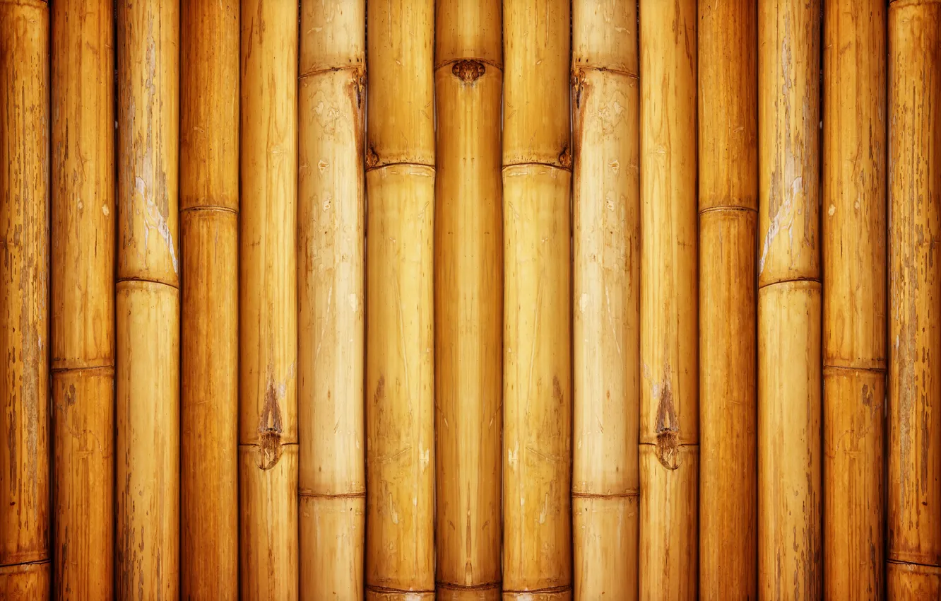 Photo wallpaper wall, pattern, bamboo