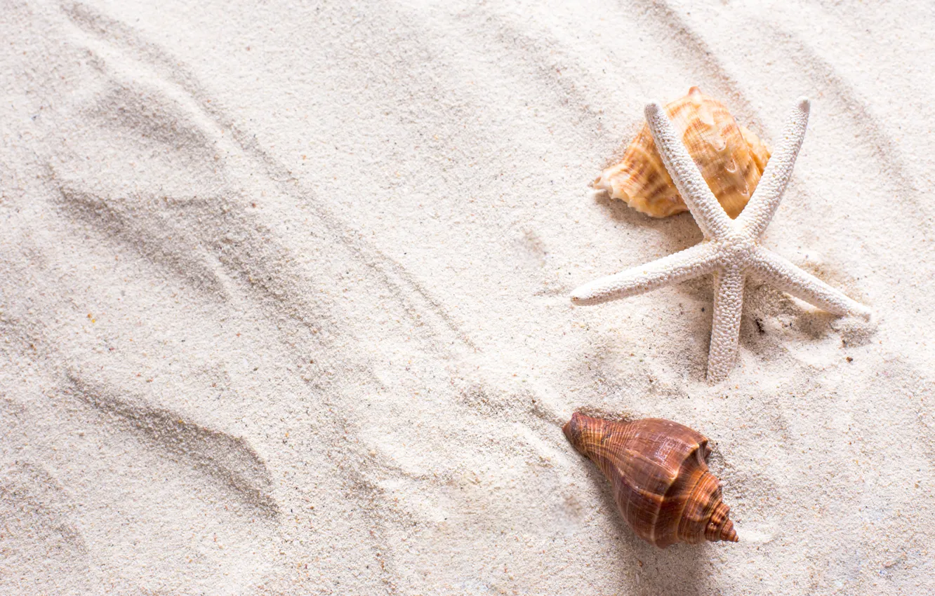 Photo wallpaper sand, Nature, shell, starfish