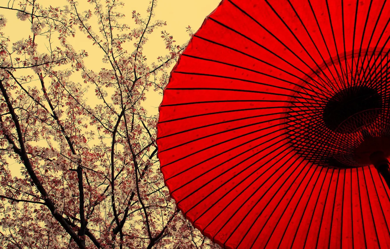 Photo wallpaper umbrella, Sakura, Japanese motifs