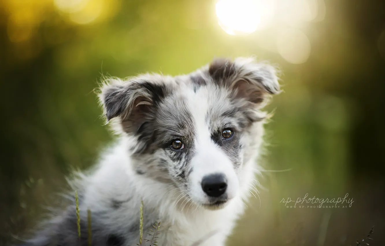 Photo wallpaper look, each, dog