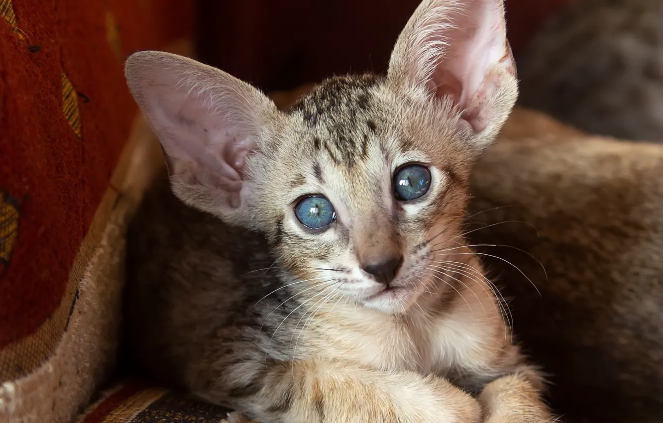 Photo wallpaper cat, cat, look, muzzle, ears, blue eyes, cat, Oriental cat