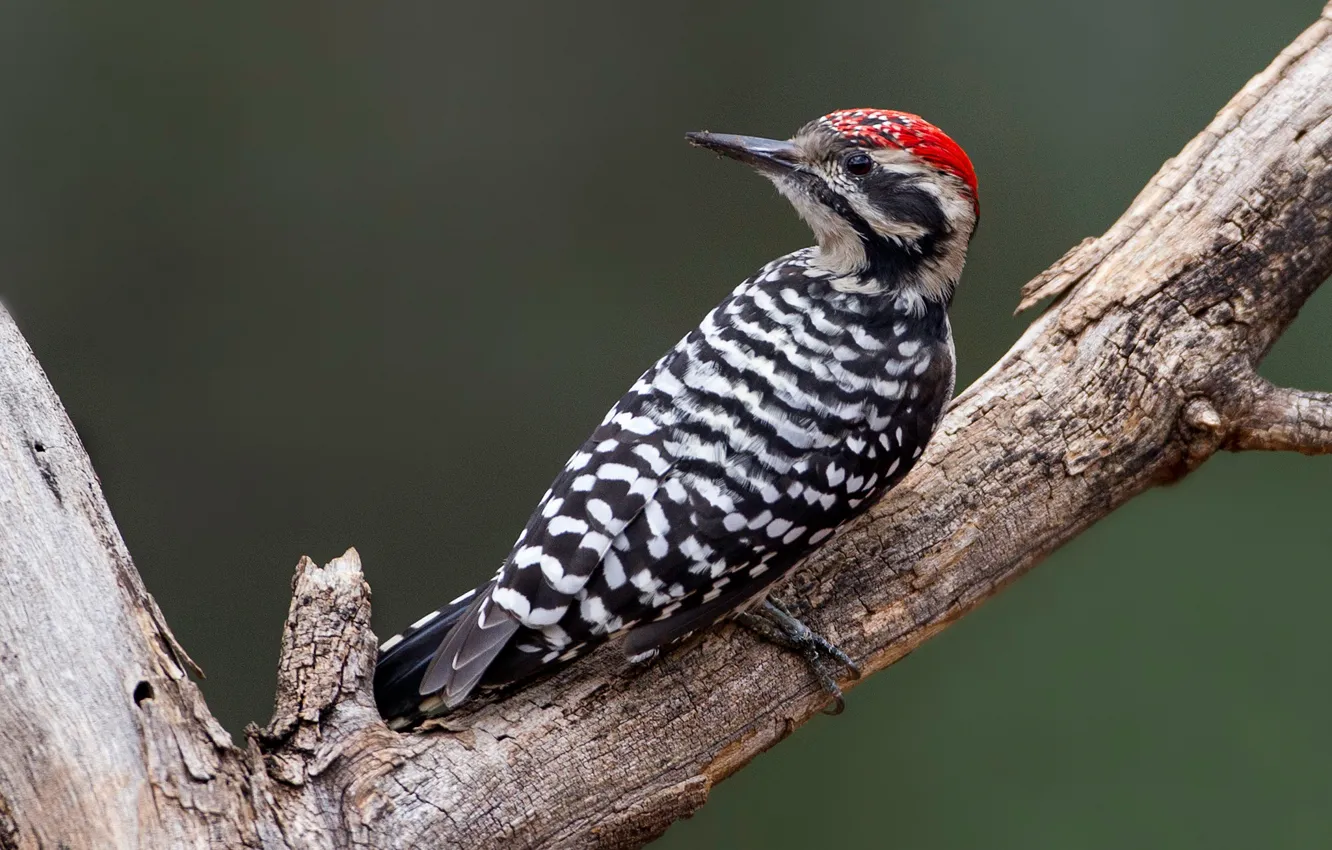 Photo wallpaper bird, beak, Texas woodpecker