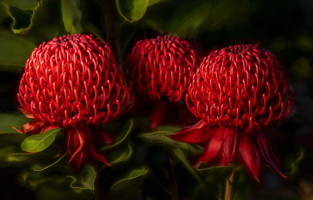Photo wallpaper flowers, green, background, bright, treatment, red, Australian, discourse