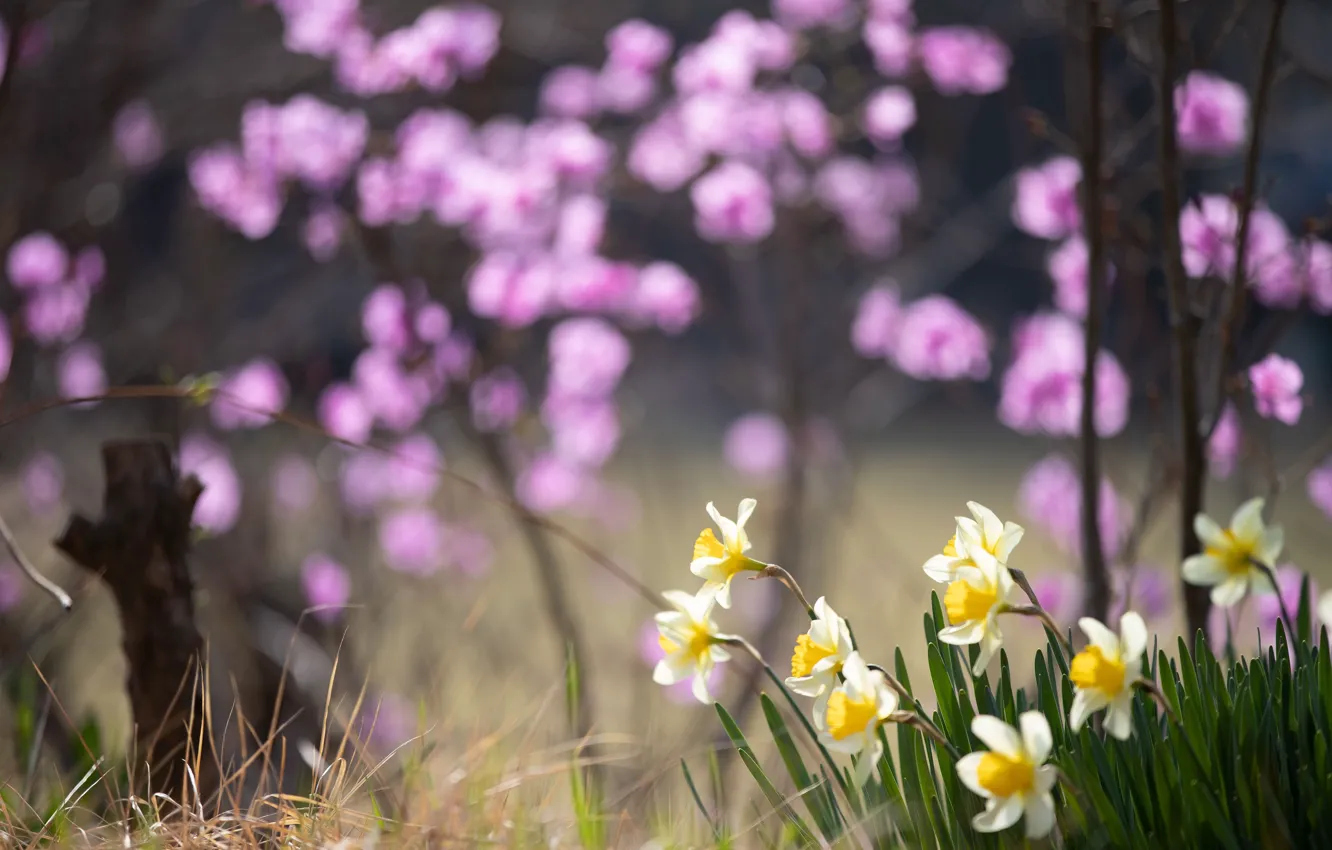 Photo wallpaper flowers, spring, daffodils