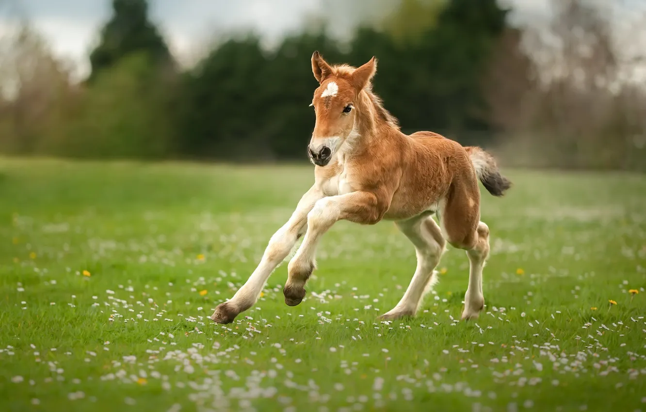 Photo wallpaper field, summer, foal