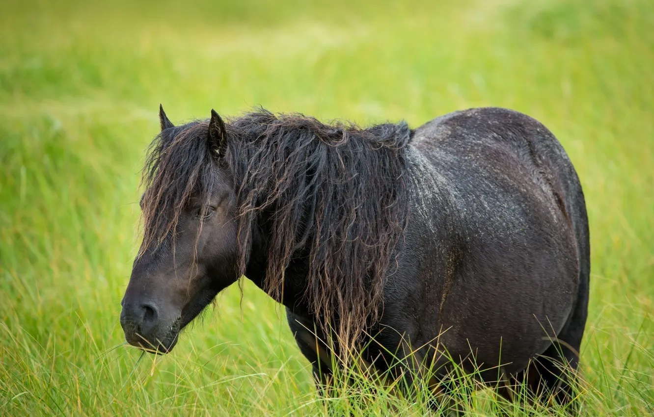Photo wallpaper grass, horse, horse, pasture, mane