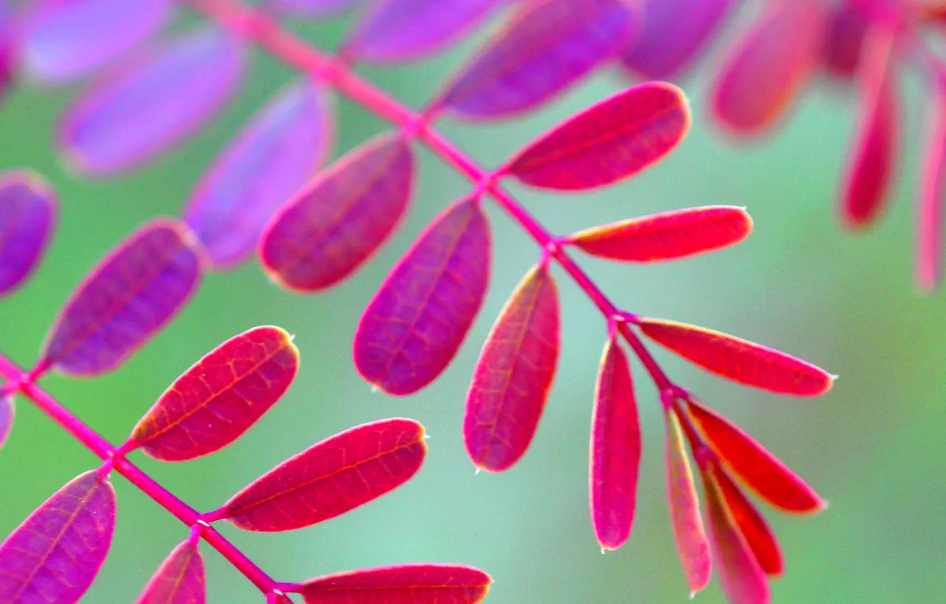 Photo wallpaper autumn, leaves, branches, plant, color