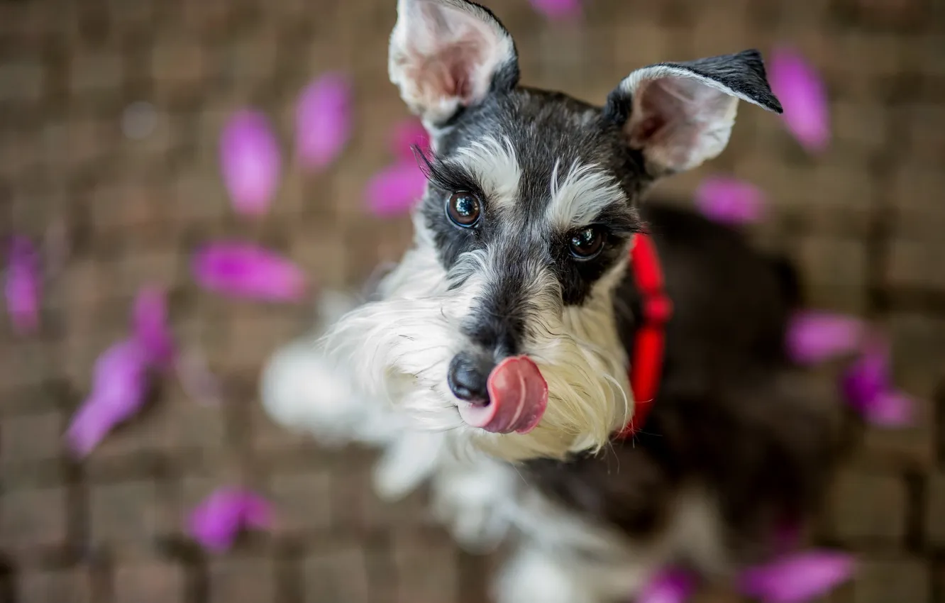 Photo wallpaper look, each, dog