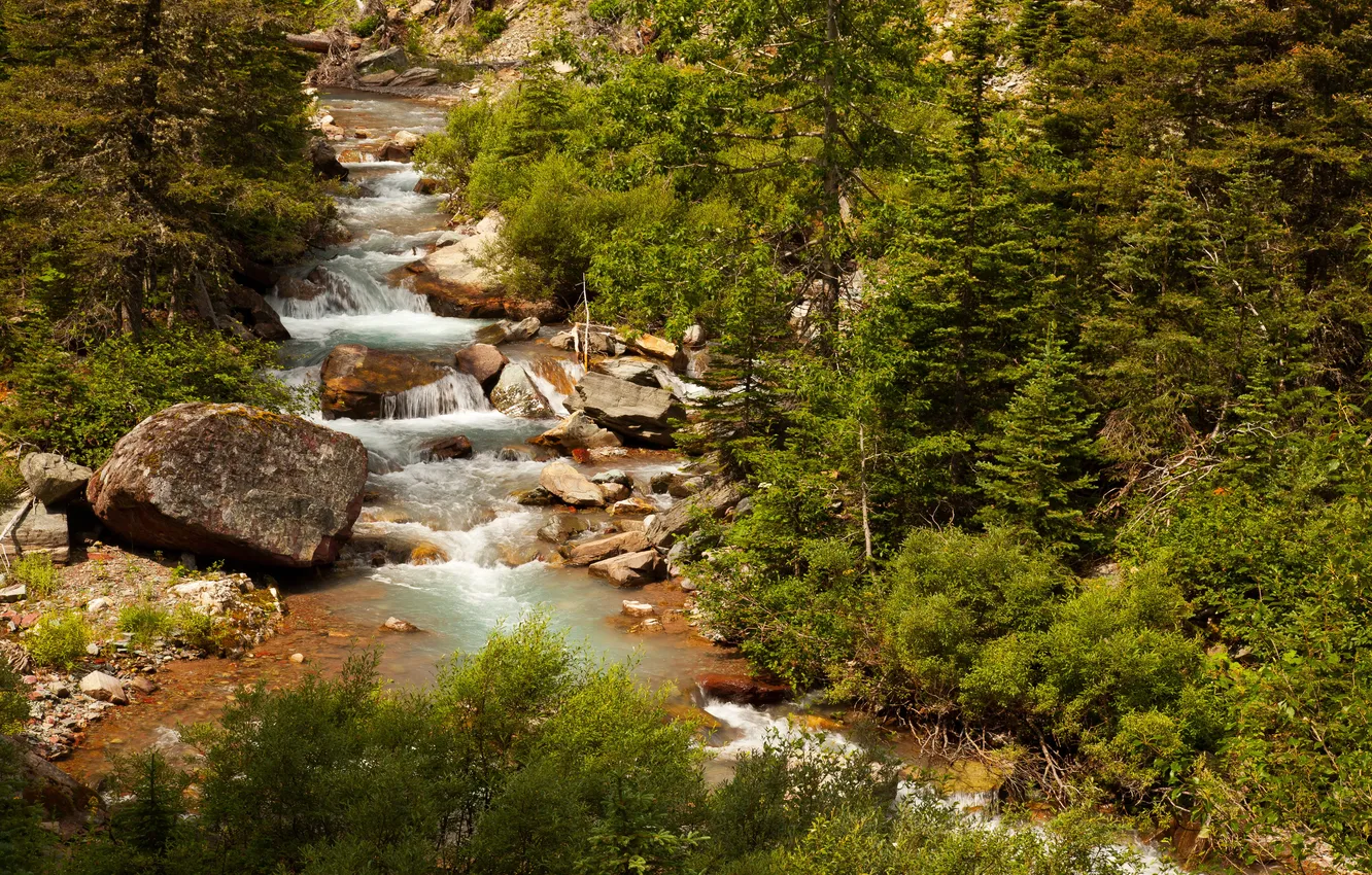 Photo wallpaper forest, trees, stream, stones, USA, Glacier National Park, Montana
