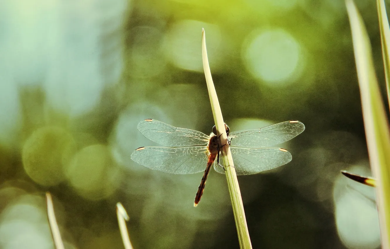 Photo wallpaper grass, leaves, glare, dragonfly