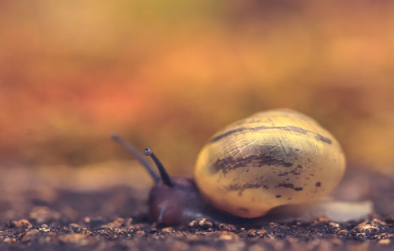 Photo wallpaper macro, nature, background, snail