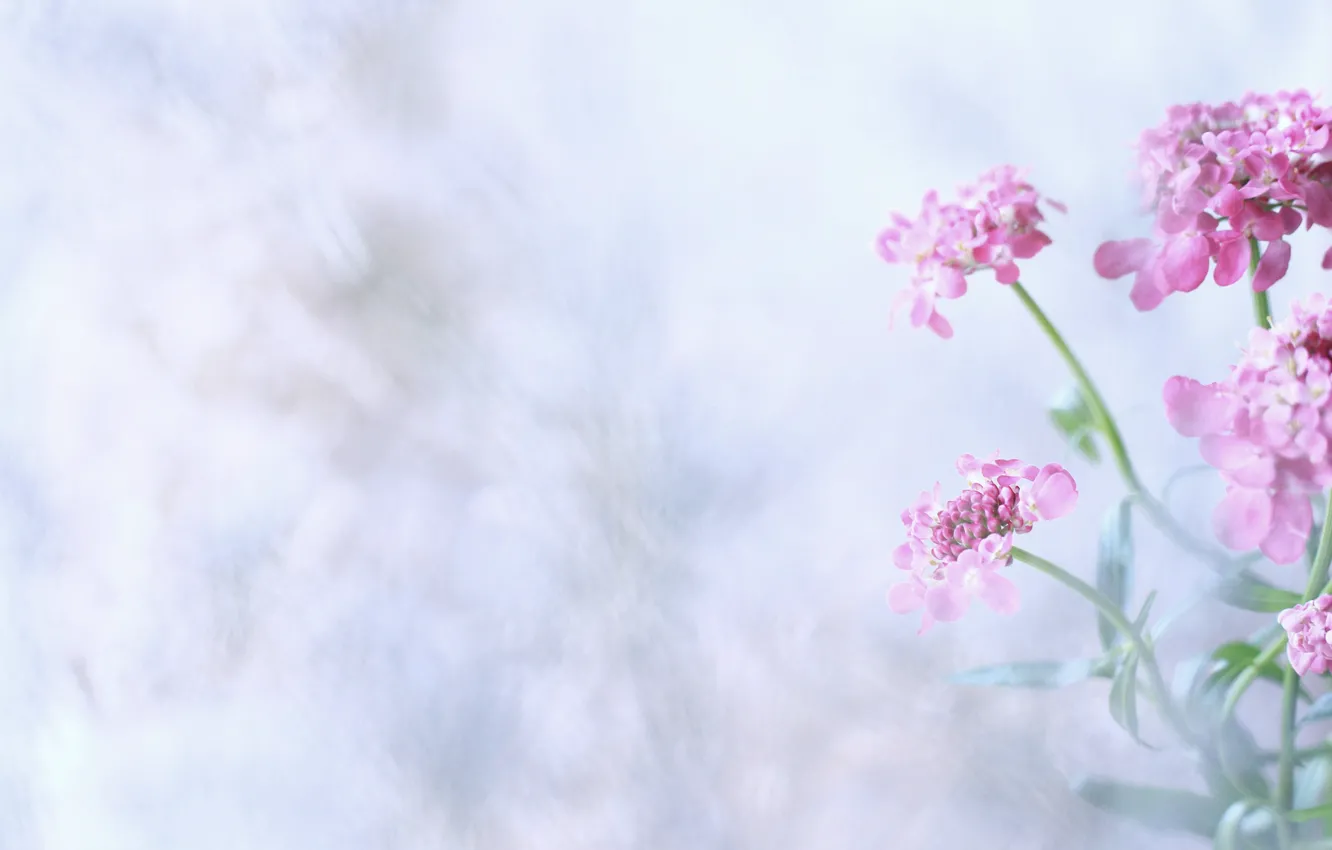 Photo wallpaper flowers, background, bouquet, pink, inflorescence