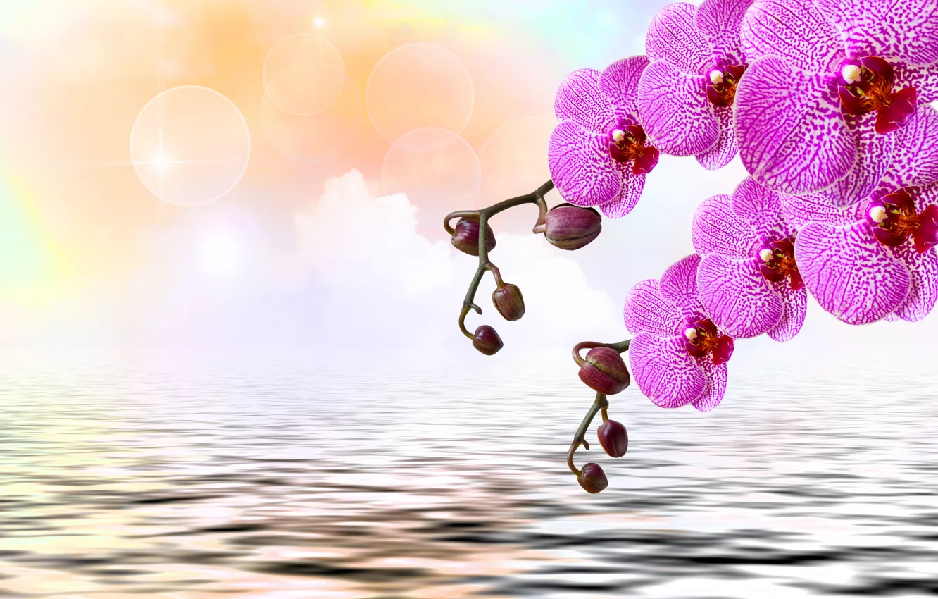 Photo wallpaper flowers, Orchid, flowers, orchid