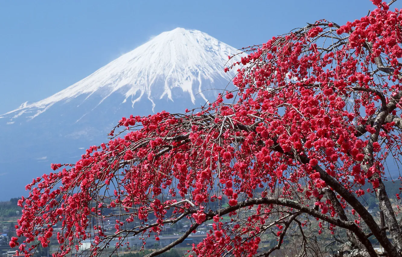 Photo wallpaper snow, tree, Japan, mountain, Sakura, peak, Fuji