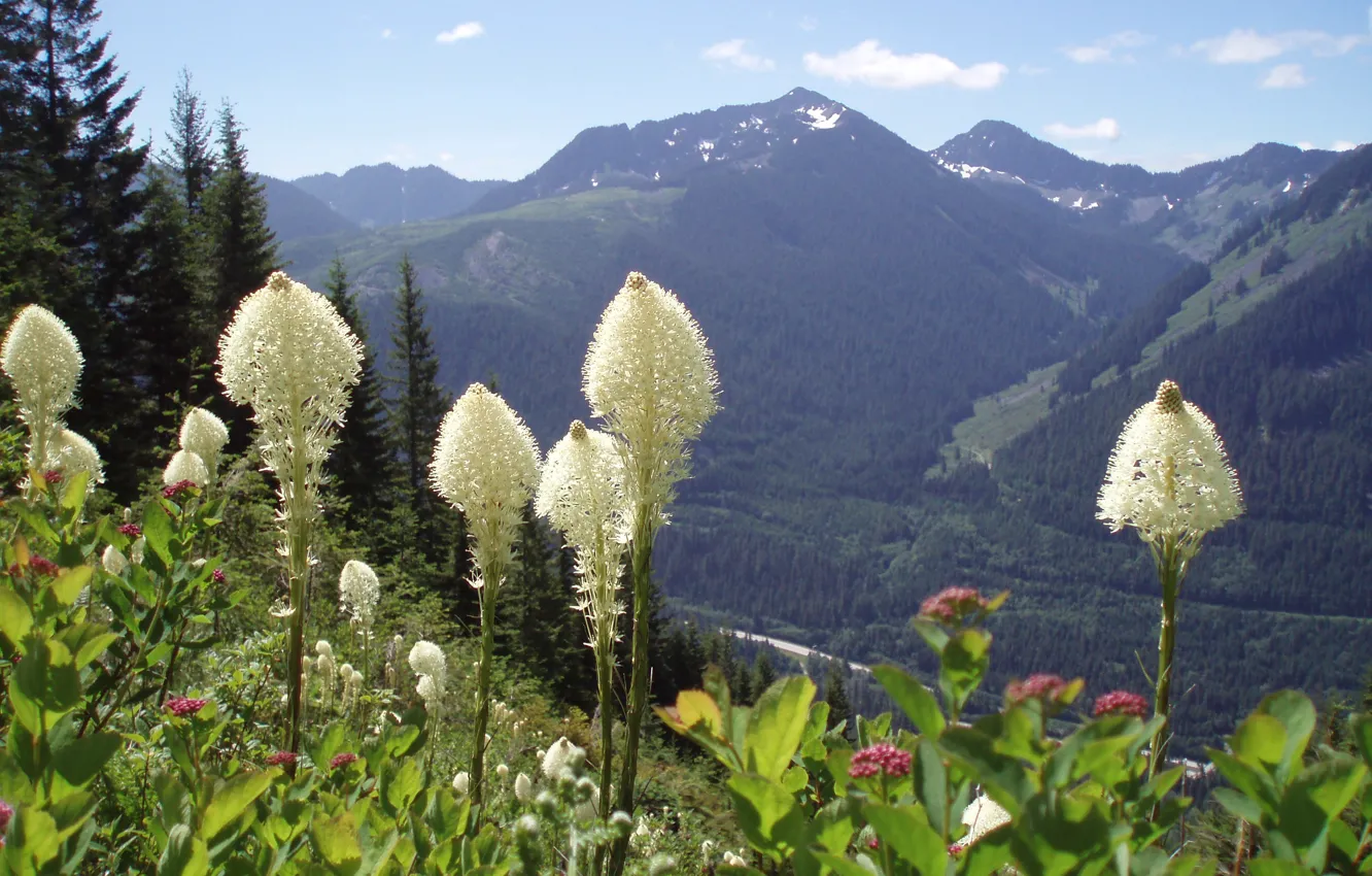 Photo wallpaper forest, flowers, mountains, Washington State, Moon flowers on Bear Grass, Snoqualmie Mountains