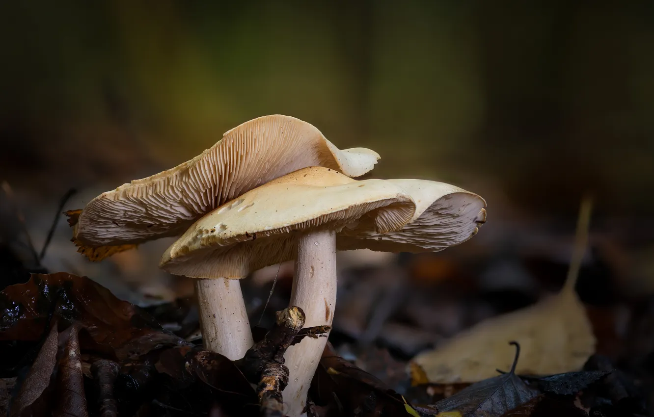 Photo wallpaper leaves, mushrooms, a couple