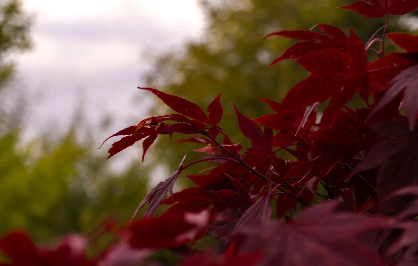 Photo wallpaper red, sky, nature, autumn, leaves, tree, cloudy