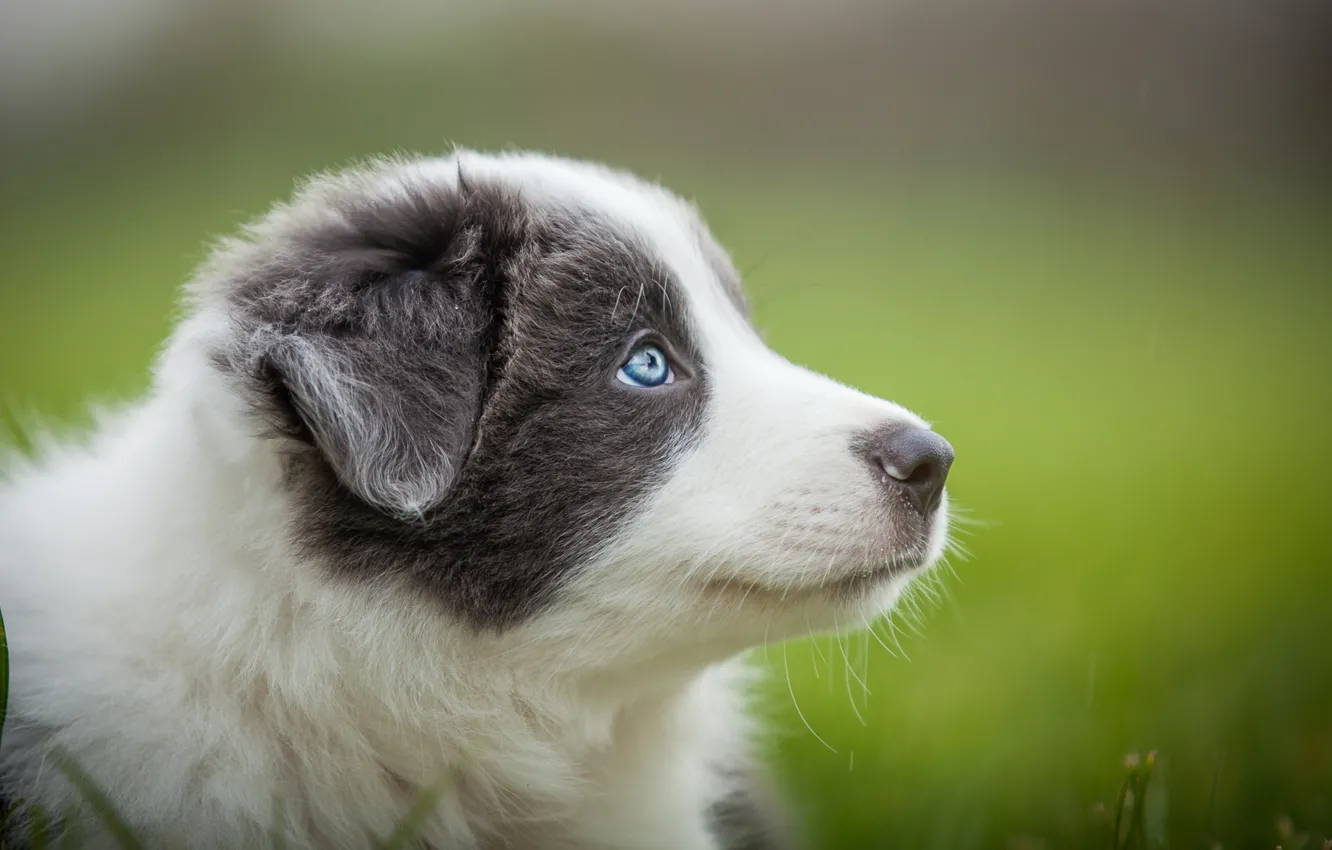 Photo wallpaper grey, portrait, dog, puppy, blue eyes, blurred background, Wallpaper from lolita777, Aussie