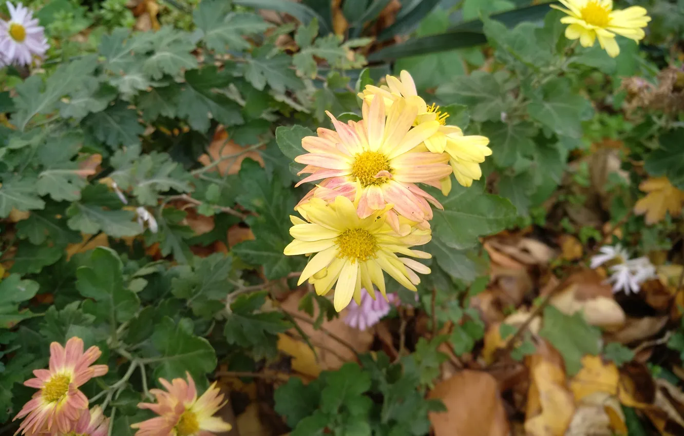 Photo wallpaper autumn, foliage, autumn, leaves, fall, Yellow flowers, Yellow flowers