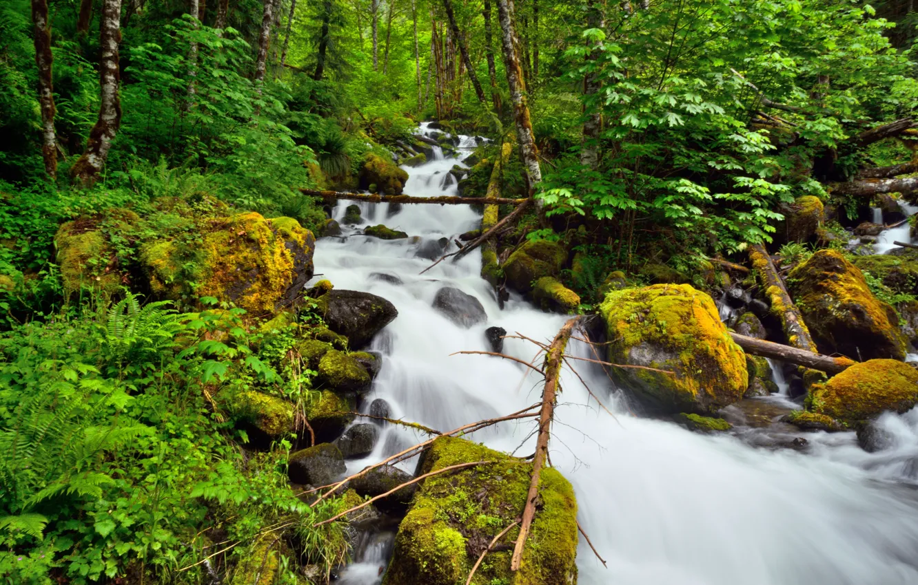 Photo wallpaper River, Forest, Stones, Branches, Stream, Moss, Thresholds