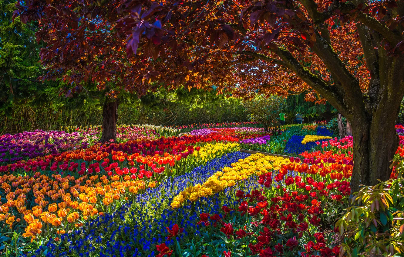Photo wallpaper trees, flowers, Park, spring, garden