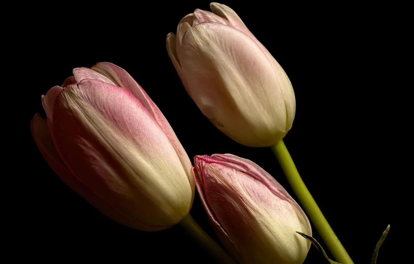 Photo wallpaper flowers, background, tulips