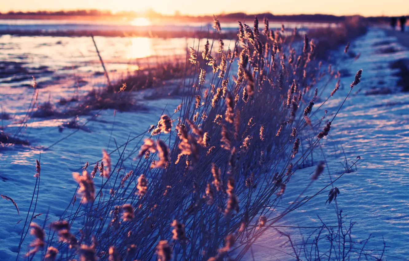 Photo wallpaper grass, snow, nature, morning